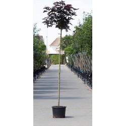 Rode bol esdoorn Acer pl. Crimson Centry h 280 cm st. omtrek 12 cm st. h 220 cm