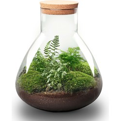 URBANJNGL - Planten terrarium • Sam XL • Ecosysteem met plant • ↑ 35 cm • DIY