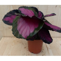 Calathea Crimson Pauwenplant Klein - Warentuin Natuurlijk