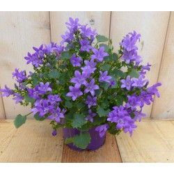 2 stuks! Campanula Portenschlagiana blauw