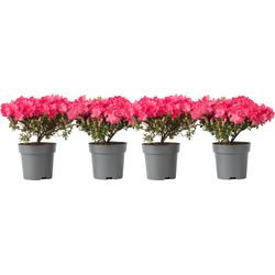 Japanse azalea - Set van 4 - Rhododendron 'Anouk' - Hoogte 25-40cm - ⌀17cm