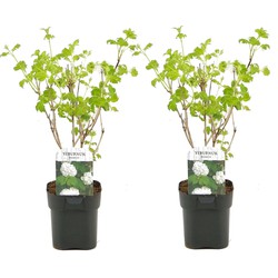 Viburnum opulus 'Roseum' - Vibernum Sneeuwbal - Set van 2 - Pot 17cm - H.25-40cm