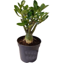 Adenium Obesum - Woestijnroos bloeiend - Pot 10,5cm - Hoogte 25-40cm