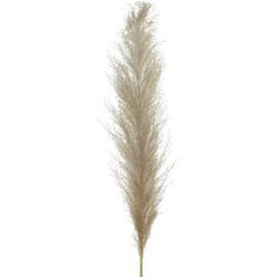 Plume pampas grass dia11-H55cm natural