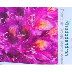 Rhododendron Marcel Menard - Warentuin Natuurlijk