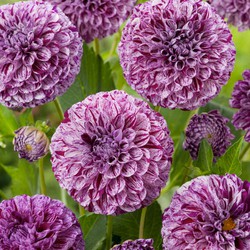 Dahlia 'Marble Ball' - Set van 3 - Dahliaknollen - Zomerbloeiers - Paars