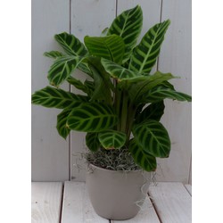 Calathea groen blad taupe pot 40 cm - Warentuin Natuurlijk