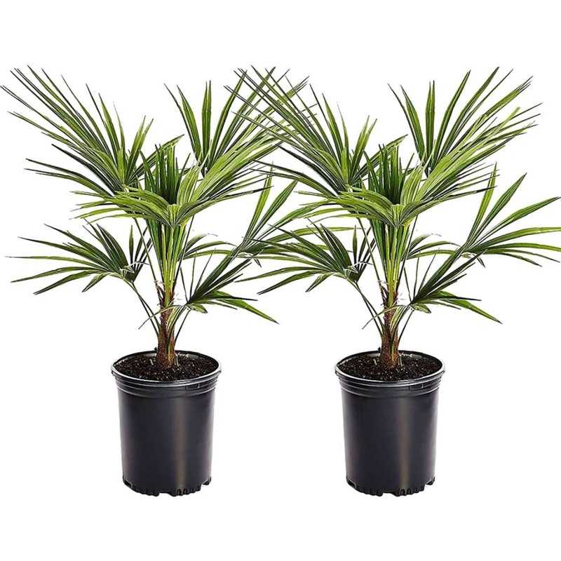 Trachycarpus Fortunei - Set van 2 - Waaierpalmboom - Pot 15cm - Hoogte 35-45cm - 