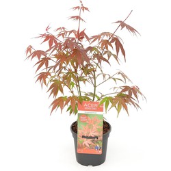 Hello Plants Acer Palmatum Atropurpureum Japanse Esdoorn - Struik, Sierheester - Ø 13 cm - Hoogte: 25 cm