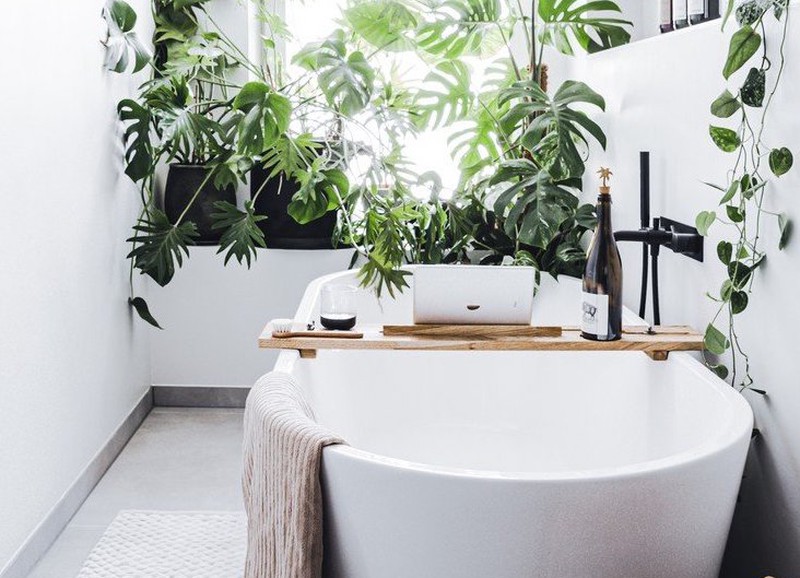 Deze planten vertoeven graag in je badkamer