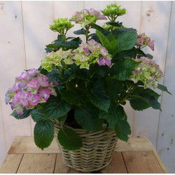 Hortensia in een mand roze