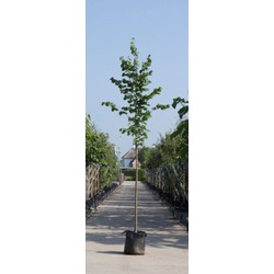 Winterlinde Tilia cor. Greenspire h 250 cm st. omtrek 8 cm