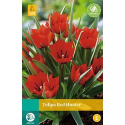 Tulipa Red Hunter