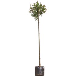 2 stuks! Knotwilg Salix alba KNOT h 260 cm st. omtrek 8 cm st. h 190 cm boom - Warentuin Natuurlijk