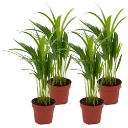 ZynesFlora - Areca Lutescens - 4 Stuks - Kamerplant in pot - Ø 12 cm - Hoogte: 40 cm - Luchtzuiverend - Goudpalm - Palm - Kamerplant