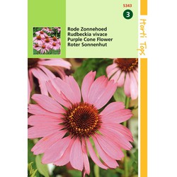 2 stuks - Echinacea Rudbeckia Purpurea - Hortitops