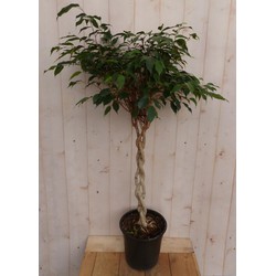 Kamerplant Ficus Benjamina