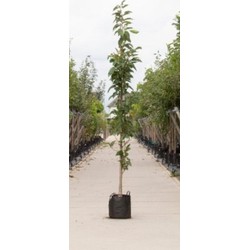 Japanse zuil sierkers Prunus serrulata Amanogawa h 250 cm st. h 30 cm