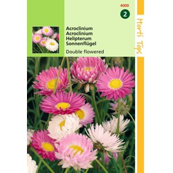 2 stuks - Acroclinium Helipterum Roseum Dubbelbl. Gemengd - Hortitops