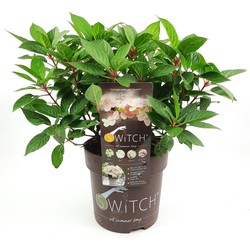 Hello Plants Hydrangea Paniculata Switch Ophelia Hortensia - Ø 24 cm - Hoogte: 60 cm
