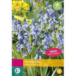 2 stuks Hyacinthoides non scripta 20 bollen