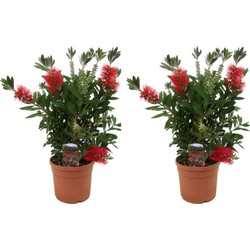 Callistemon citrinus 'Splendens' - Set van 2 - Pot 19cm - Hoogte 40-50cm