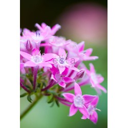 ESTAhome fotobehang star flower roze - 186 cm x 279 m - 158006