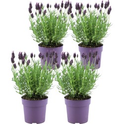 ZynesFlora - Lavandula - 4 Stuks - Ø 12 cm - Hoogte: 25-30 cm - Lavendel - Buitenplant - Tuinplant - Winterhard