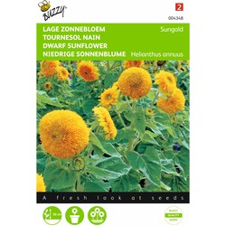 2 stuks - Samen Helianthus Sonnenblume Sungold doppelt blühend niedrig - Buzzy