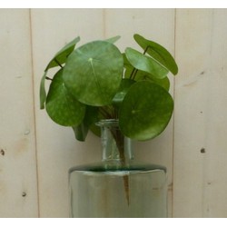 Kunstpannenkoekplant op steker 25 cm - Warentuin Mix