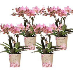 Kolibri Orchids | COMBI DEAL van 4 Phalaenopsis orchideeën - Treviso - potmaat Ø12cm | bloeiende kamerplant - vers van de kweker