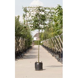 Moeraseik als leiboom Quercus palustris h 320 cm st. omtrek 12 cm st. h 200 cm