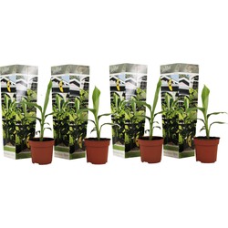 Musa Basjoo - Set van 4 - Bananenplant - Tuinplant - Pot 9cm - Hoogte 25-40cm