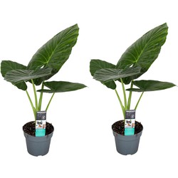 Alocasia Odora - Set van 2 - 'Olifantsoor' - Pot 17cm - Hoogte 55-75cm