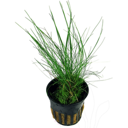 Eg eleocharis acicularis nr39