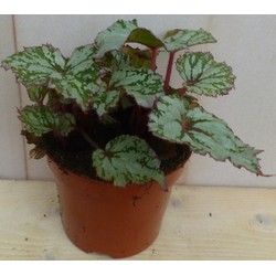 Kamerplant Mini blad Begonia Grijs Begoniaceae - Warentuin Natuurlijk