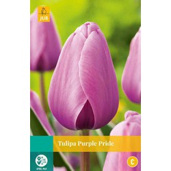 Tulipa Purple Pride