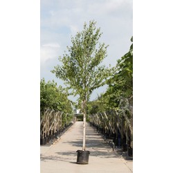 Chinese berk Betula alb. Fascination h 450 cm st. omtrek 16 cm