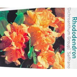 Rhododendron Saffrano