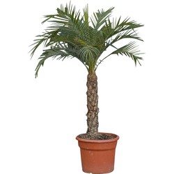 Dwergdadelpalm Phoenix roebelenii 112,5 cm