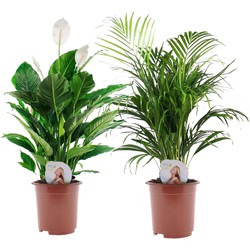 Areca & Spathiphyllum - Mix van 2 - Pot 17cm - Hoogte 60-75cm