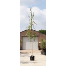 treurwilg Salix sepulcralis Chrysocoma h 275 cm st. omtrek 12 cm st. h 190 cm