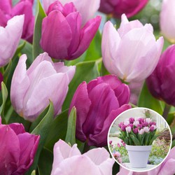 Tulipa Prince Mix - Bloembollen x40 - Tulpen - Paars