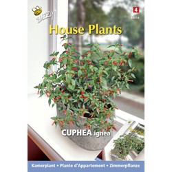 3 stuks - House plants cuphea luciferplantje