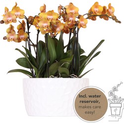 Kolibri Orchids | oranje orchideeënset in Honey dish incl. waterreservoir | drie oranje orchideeën Las Vegas12cm | Mono Bouquet wit met zelfvoorzienend waterreservoir