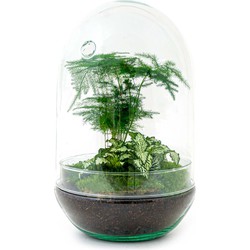URBANJNGL - Terrarium DIY Kit • Egg XL • Ecosysteem in Glazen ei • ↑ 30 cm