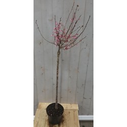 Prunus Okame op 40 cm stam - Warentuin Natuurlijk