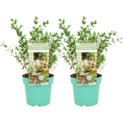 Eucalyptus parvifolia 'Oliva' - Set van 2 - Pot 19cm - Hoogte 40-50cm