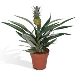 Hello Plants Bromelia Ananasplant - Ø 12 cm - Hoogte: 30 cm - Kamerplant