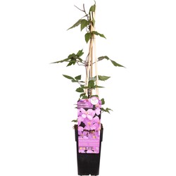 Hello Plants Clematis Montana Var. Rubens Bosrank - Klimplant - Ø 15 cm - Hoogte: 65 cm
